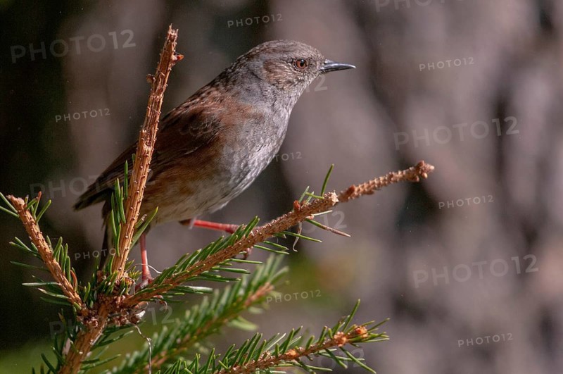 Dunnock, heckenbraunelle, Prunella modularis, birds, passeri, songbirds, birds