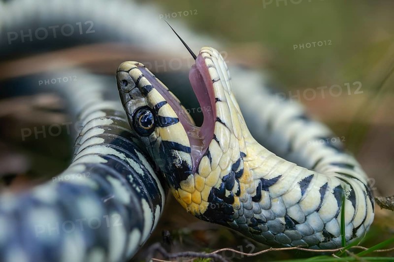 Grass snake, Natrix Natrix, grass snake, fright, thanatosis, death reflex, apparent death, reptilia, reptilia, ringed snake, snakes, snakes, water snake