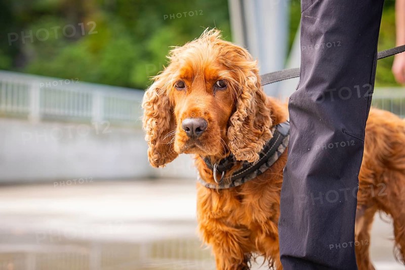 Brown dog with curly hair, led by a person on a damp bridge, Krumbach, Vorarlberg, Austria
