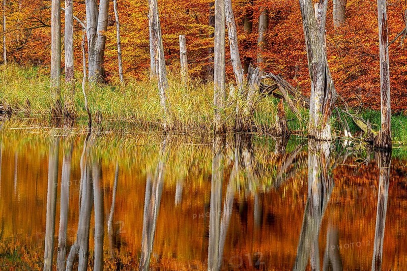 Schweingartensee in the UNESCO World Heritage Site Beech Forest Serrahn, Serrahn, Carpin, Mecklenburg-Western Pomerania, Germany