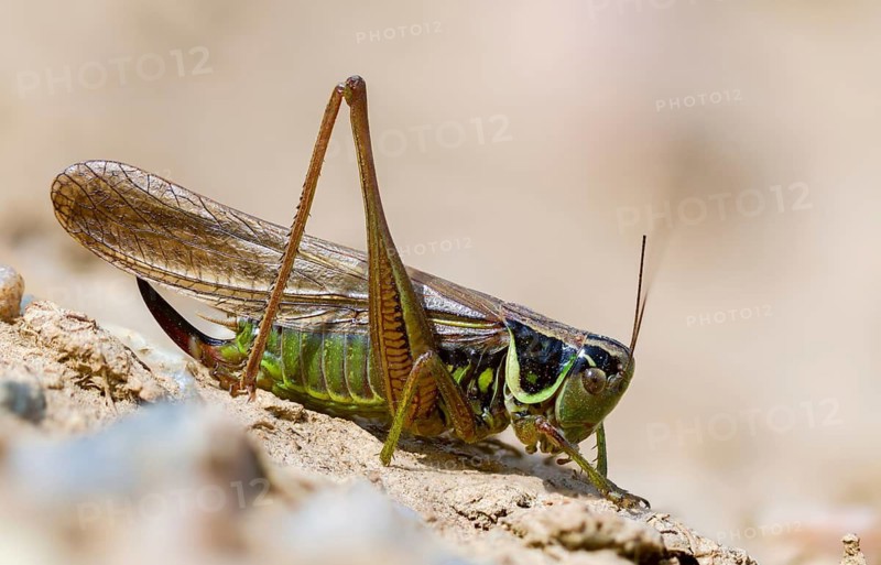 Grasshoppers, deciduous locusts, Metrioptera roeselii, Roesel's bush cricket, Rösel's bite deterrent, tettigoniidae, bog bush cricket, Ensifera, grasshoppers, insects, long-feeler scare
