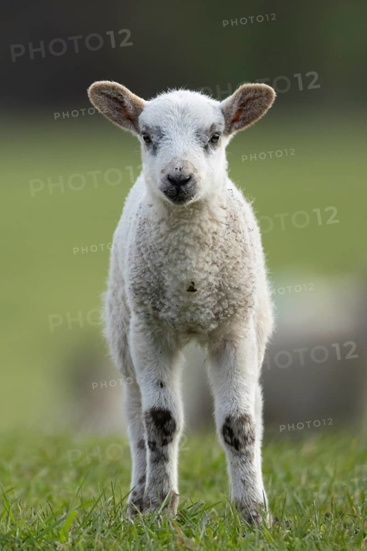 Domestic sheep (Ovis aries) juvenile baby lamb farm animal in a grass field in spring, England, United Kingdom