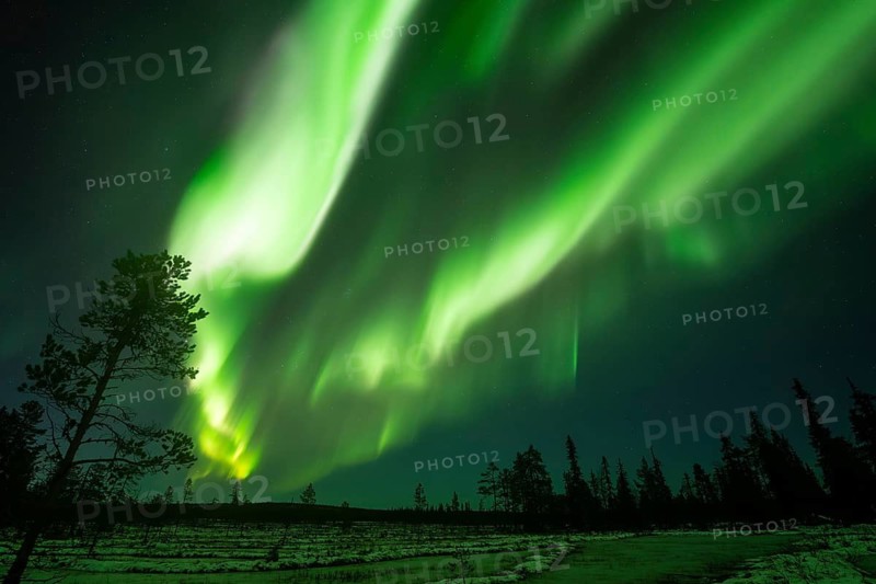 Northern Lights (Aurora borealis), Muddus National Park, Laponia World Heritage Site, Norrbotten, Lapland, Sweden, October 2024