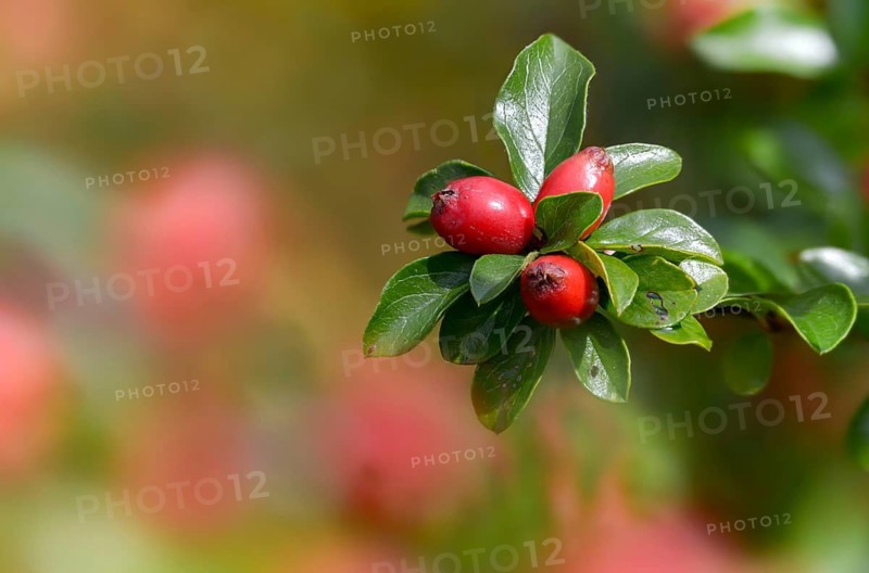 Cotoneaster Horizontalis, Medlar, Neophyte, Wall Cotoneaster, Cotoneaster, Cotoneaster, Flora, Plants, Plants