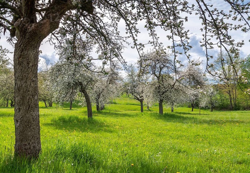 Cultivated landscape, landscape, meadow orchard, orchard