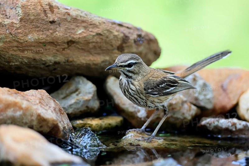 White-browed Warbler (Cercotrichas leucophrys), White-browed Bush Redstart, adult, alert, water, Kruger National Park, Limpopo Province, South Africa