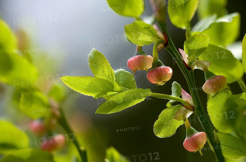 Bickberry, blueberry, ericaceae, European blueberry, heather family, blueberry, mollberry, blackberry, vaccinium myrtillus, wild berry, tickberry, blue whortleberry, common bilberry, flora, plants