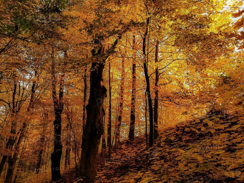 An autumn forest flooded with golden light, creates a mystical and peaceful atmosphere, Frankenwald nature park Park, Upper Franconia