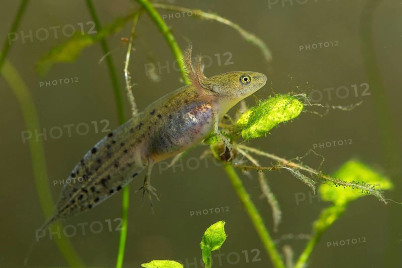 Great Crested Newt, Crested Newt, Northern Crested Newt, Triturus Cristatus, Amphibians, Amphibians, Larva, Larva, Amphibian, Northern Crested Newt, Warty Newt