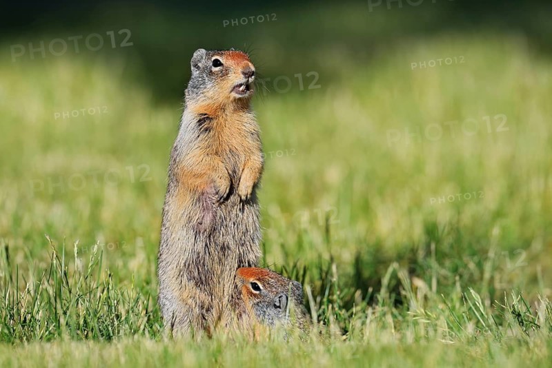 Columbia ground squirrel (Urocitellus columbianus, Spermophilus columbianus), female with young, Waterton Lakes National Park, Alberta, Canada