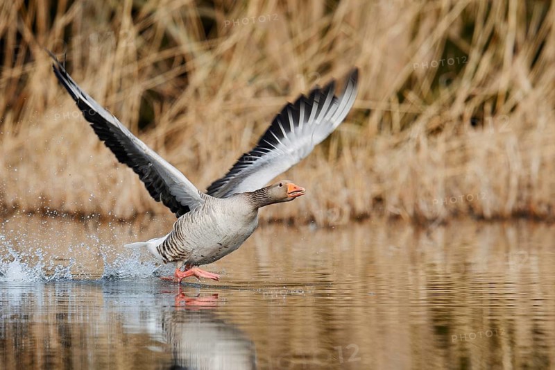 Greylag goose (Anser anser), taking off, North Rhine-Westphalia, Germany