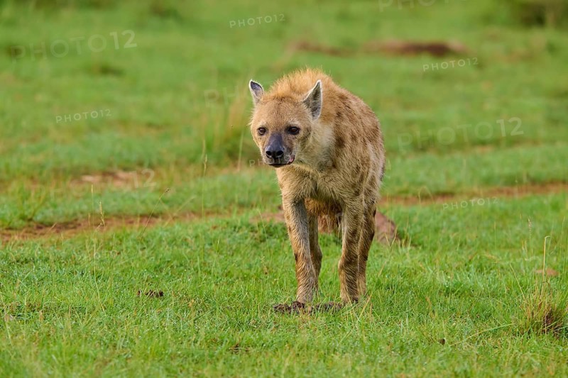 A hyena stands alone on green grass, looking alert, spotted hyena (Crocuta crocuta), Masai Mara National Reserve, Narok County, Kenya