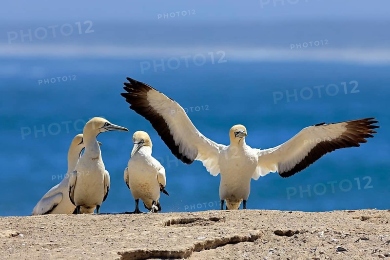 Cape Gannet (Morus capensis), adult, taking flight, flying off, taking off, on land, coast, beach, Lamberts Bay, Western Cape, South Africa