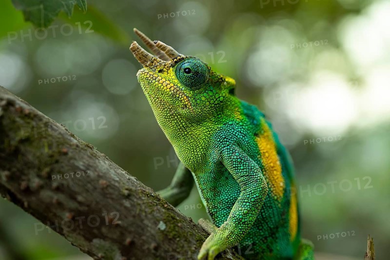 Three-horned chameleon (Trioceros jacksonii), male, Bwindi Impenetrable Forest National Park, Uganda