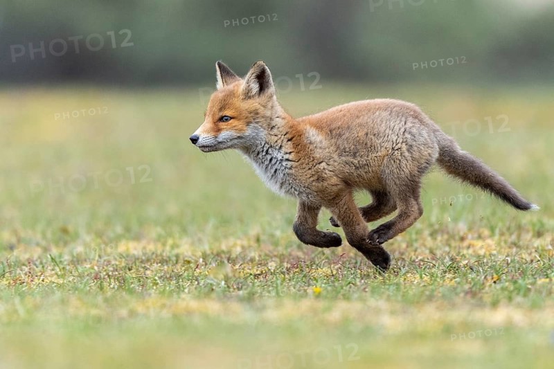 Fox (Vulpes vulpes), cub, Zandvoort, Netherlands