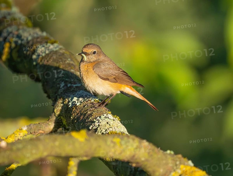 Common Redstart (Phoenicurus phoenicurus), mature female, perched on a branch, with food in its bill for its chicks, in its breeding territory, North Hesse, Germany