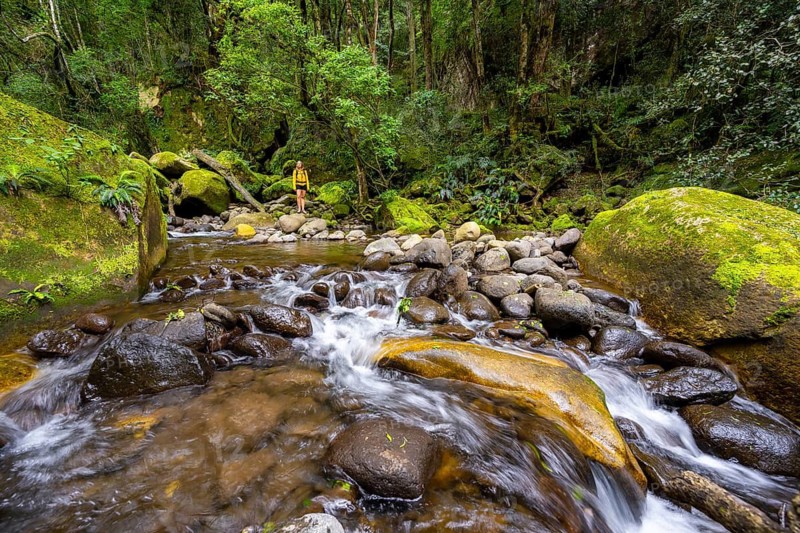 Mhlwazini River flows through thick forest, original mountain forest, Rainbow Gorge, Ukhahlamba-Drakensberg Park, KwaZulu-Natal, Drakensberg Mountains, South Africa