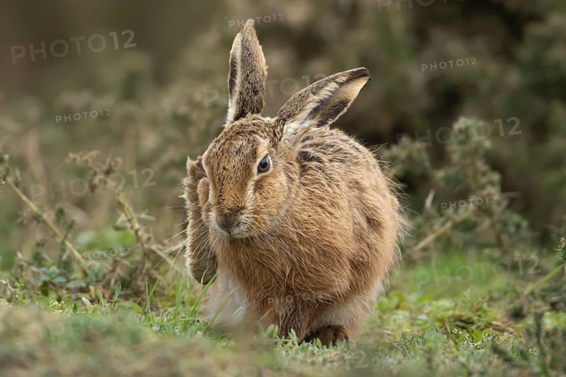 European brown hare (Lepus europaeus) adult animal in grassland, England, United Kingdom