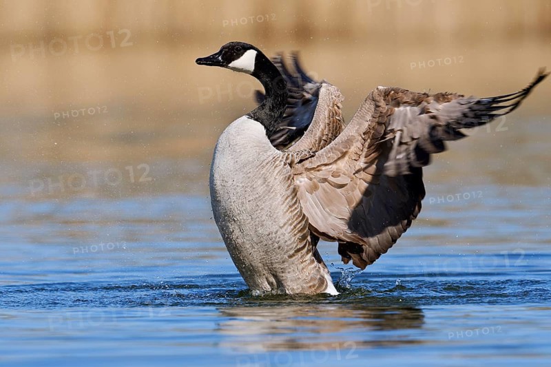 Canada Goose (Branta canadensis), flapping its wings, North Rhine-Westphalia, Germany