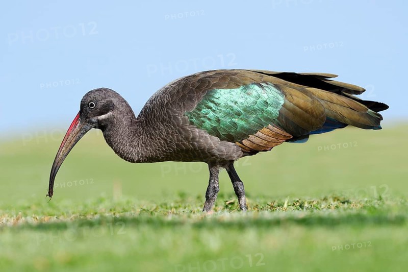 Hagedasch (Bostrychia hagedash), Fuerteventura, Canary Islands, Spain