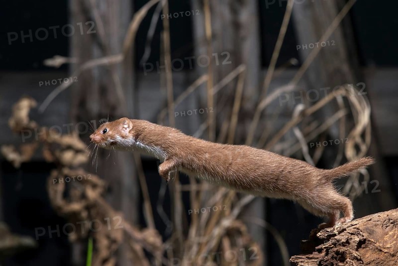 Carnivora, least weasel, mouse weasel, mustela nivalis, predators, bolt, mammals, raptors, jump, mammals