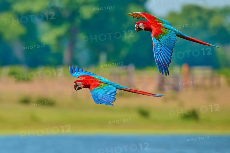 Two parrots fly low over a green landscape beneath a blue sky: the green-winged macaw, or dark-red macaw (Ara chloroptera), Pantanal, Mato Grosso, Brazil