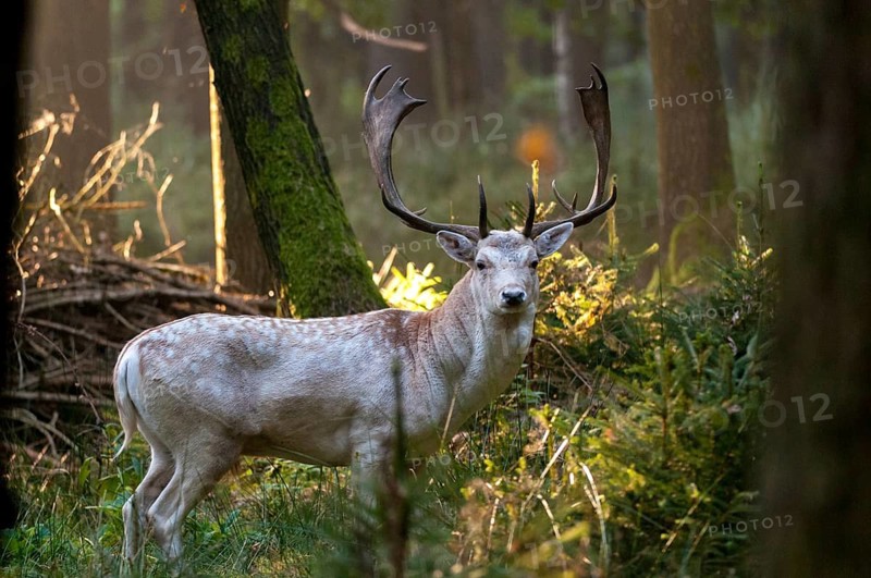 Dama dama, fallow deer, fallow deer, mammals, shovelers, mammals