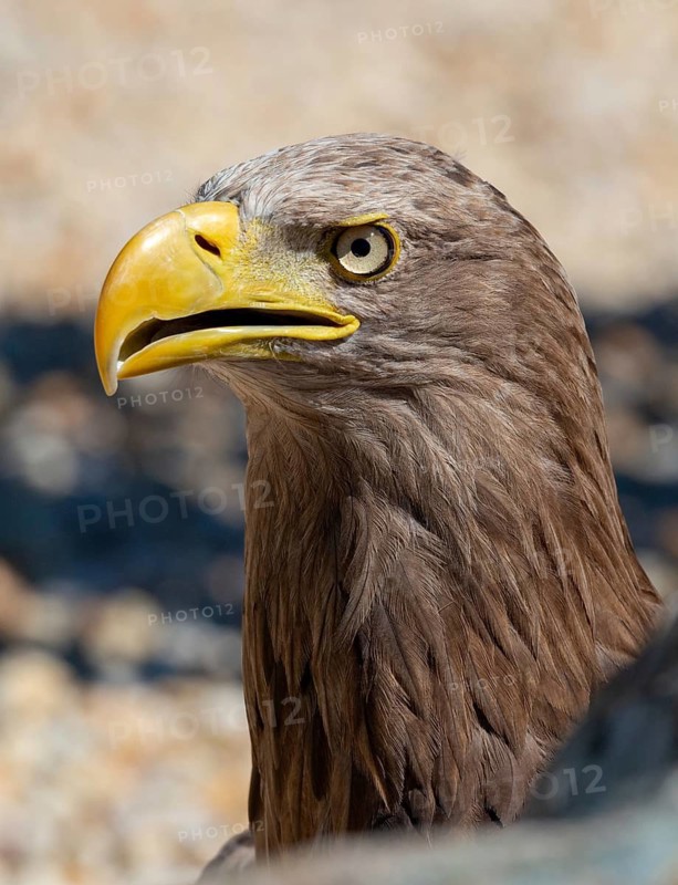 Accipitriformes, Haliaeetus albicilla, white-tailed eagle, eagles, eagles, birds of prey, high size, portrait format, raptors, birds