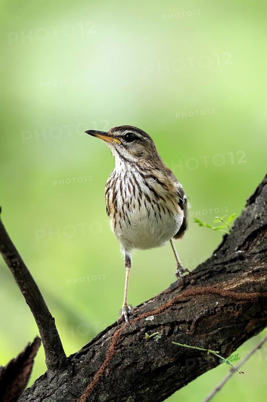 White-browed Warbler (Cercotrichas leucophrys), White-browed Bush Redstart, adult, alert, tree trunk, branch, Kruger National Park, Limpopo Province, South Africa