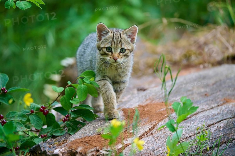 An adventurous kitten cautiously explores a green woodland area, juvenile European wildcat (Felis silvestris), Hesse, Germany