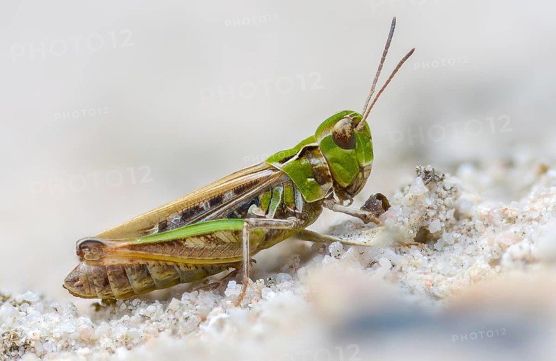 Acrididae, caelifera, common club grasshopper, spotted club scare, gomphocerinae, club scare, short-feeler, mottled grasshopper, myrmeleotettix maculatus, female, grasshopper, grasshopper, grasshopper, insects, female