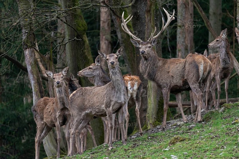 Artiodactyla, Cervus Elaphus, even-toed ungulate, cloven-hoofed, red deer, red deer, deer, mammals, mammals