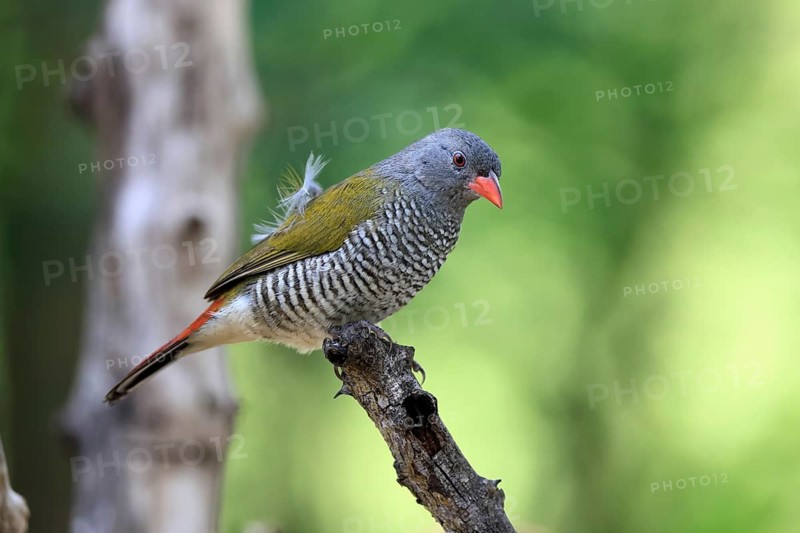 Melba's Bunting (Pytilia melba), adult, female, perched, alert, Kruger National Park, South Africa