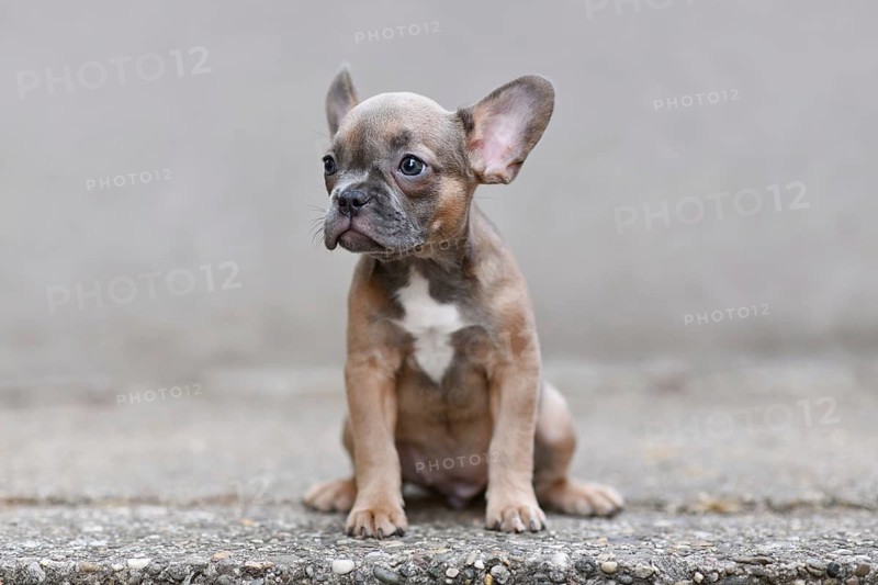 Cute blue sable French Bulldog dog puppy in front of gray background