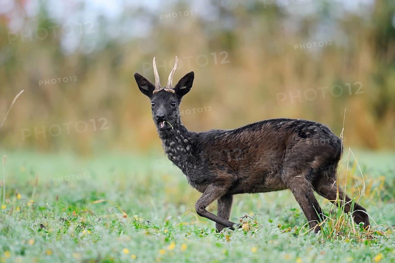 European roe deer (Capreolus capreolus), black roe deer, roebuck standing in a meadow and feeding, Lower Saxony, Germany