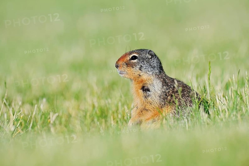 Columbia ground squirrel (Urocitellus columbianus, Spermophilus columbianus) sitting in a meadow, Waterton Lakes National Park, Alberta, Canada