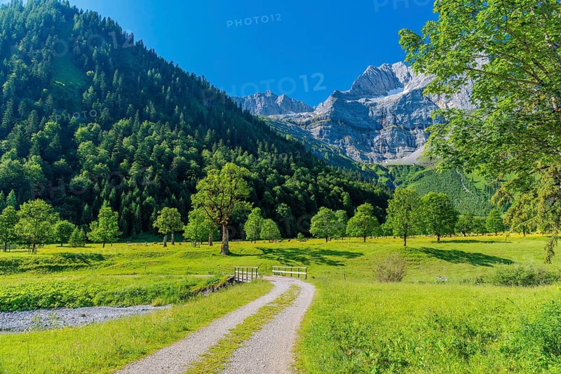 Sycamore maple (Acer pseudoplatanus) in the Grosser Ahornboden Nature Reserve, bathed in sunshine with a blue sky over the mountains. Karwendel, Tyrol, Austria