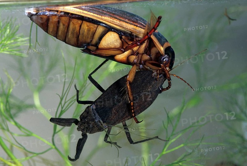 Dytiscus circumflexus, yellowy beetle, water scorpion, aquatic, beetle, prey, capture, female, insects, beetles, water beetles, female