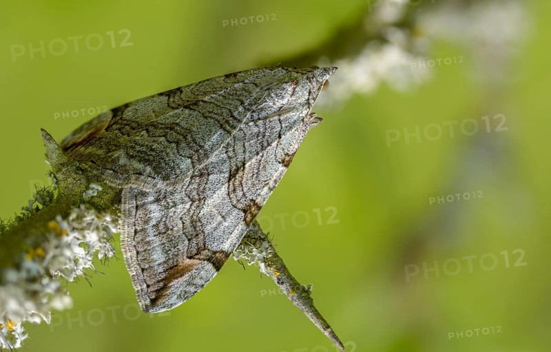 Aplocera plagiata, defoliating moth, large St. John's wort tensioner, St. John's wort inchworm, camouflage, insects, moths, moths, moths, butterflies, camouflage, treble bar