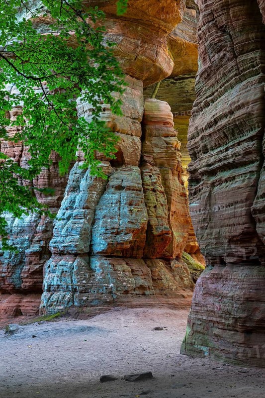 Coloured sandstone rock, beech (Fagus), beech family (Fagaceae), Altschlossfelsen, Dahn, Dahner Felsenland, Palatinate Forest, Rhineland-Palatinate, Germany