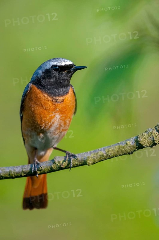 Garden redtail, Phoenicurus phoenicurus, redstart, birds, garden birds, high size, portrait, male, passeri, songbirds, birds