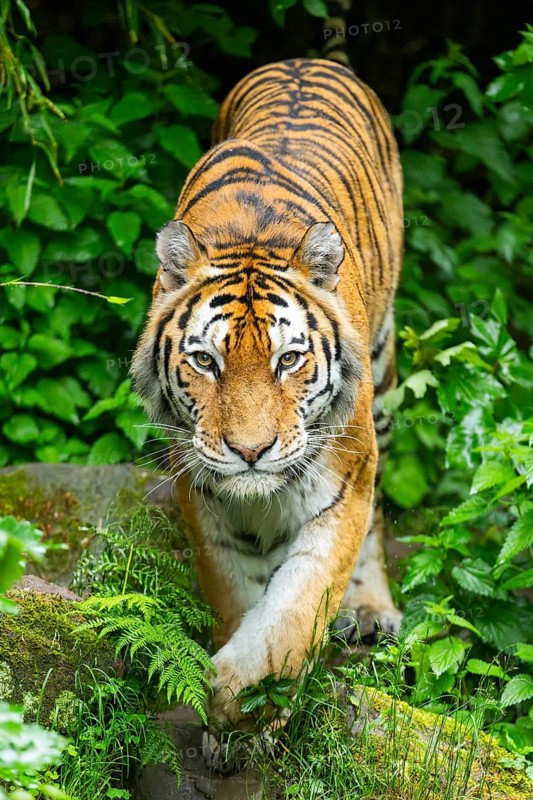Siberian tiger (Panthera tigris tigris) walking through bushes on a rainy day, captive, Germany
