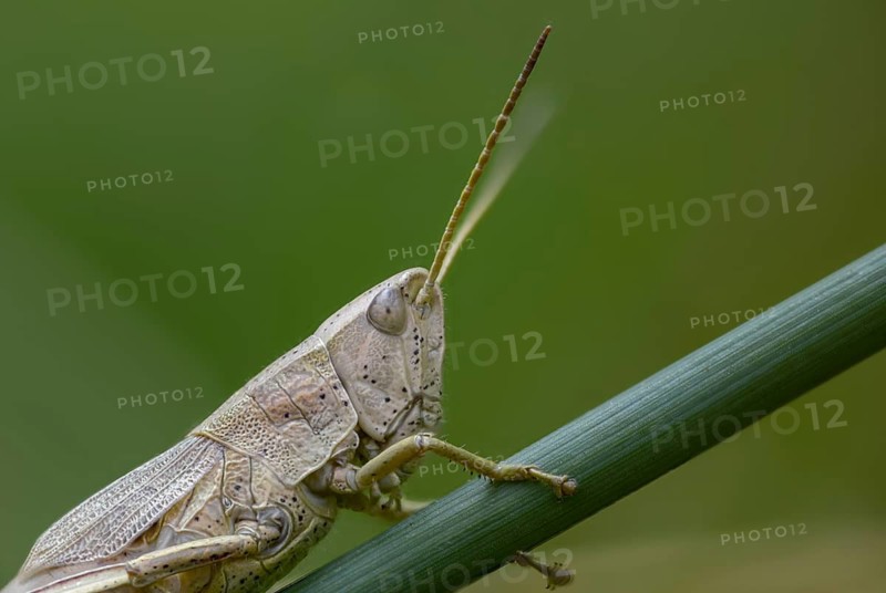Acrididae, Caelifera, Chrysochraon dispar, field locusts, gomphocerinae, large gold scare, large gold grasshoppers, grasshoppers, grasshoppers, insects, insects