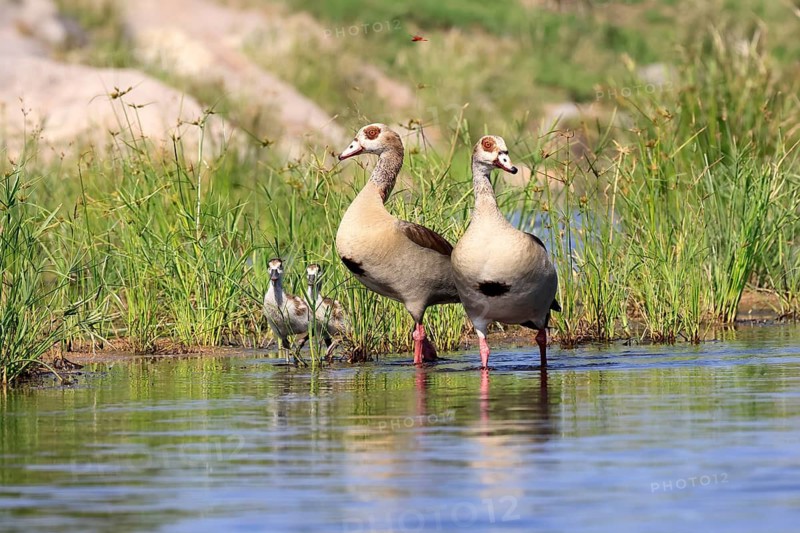 Nile gans (Alopochen aegyptiaca), adult, pair, young, in the water, standing, alert, Kruger National Park, South Africa