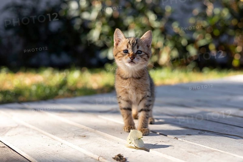 A curious kitten walks across a wooden patio in Turkiye, basking in warm sunlight. The vibrant greenery in the background enhances the playful atmosphere. Homeless undomestic cats. Copy space