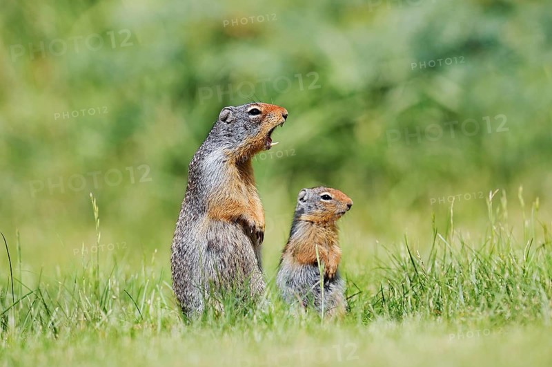 Columbia ground squirrel (Urocitellus columbianus, Spermophilus columbianus), a calling female with a young, Waterton Lakes National Park, Alberta, Canada