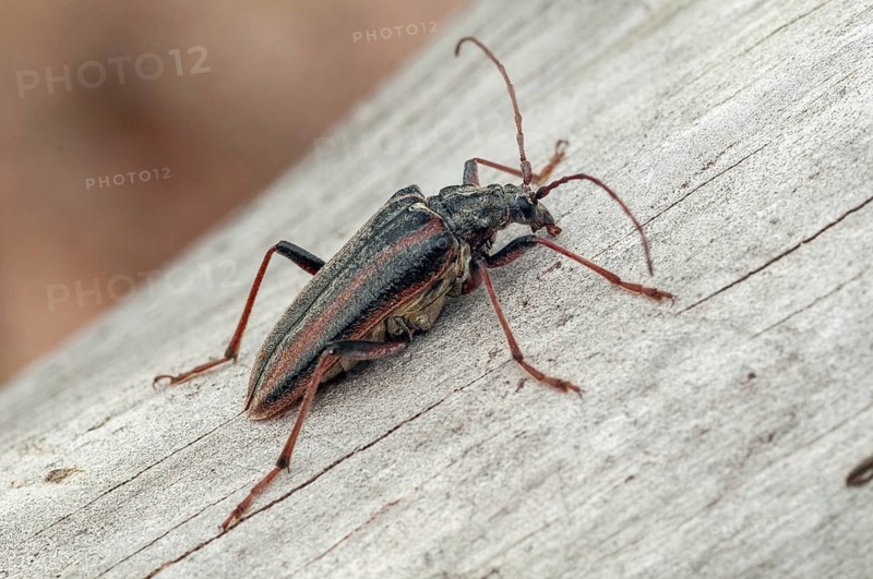 Finland, Oxymirus Cursor, Shoulder Longhorn Beetle, Toxotus Cursor, Beetle, Longhorn Beetle, Coleoptera, Female, Insects, Beetles, Female