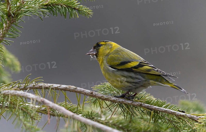 Carduelis spinus, siskin, spinus spinus, siskin, birds, male, passeri, songbirds, birds