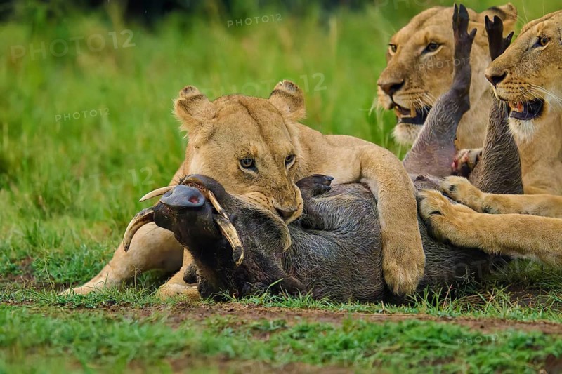 Lions attack their prey in the savannah – a manifestation of the wild and the natural order of things: warthog (Phacochoerus africanus), lion (Panthera leo), Masai Mara National Reserve, Narok County, Kenya