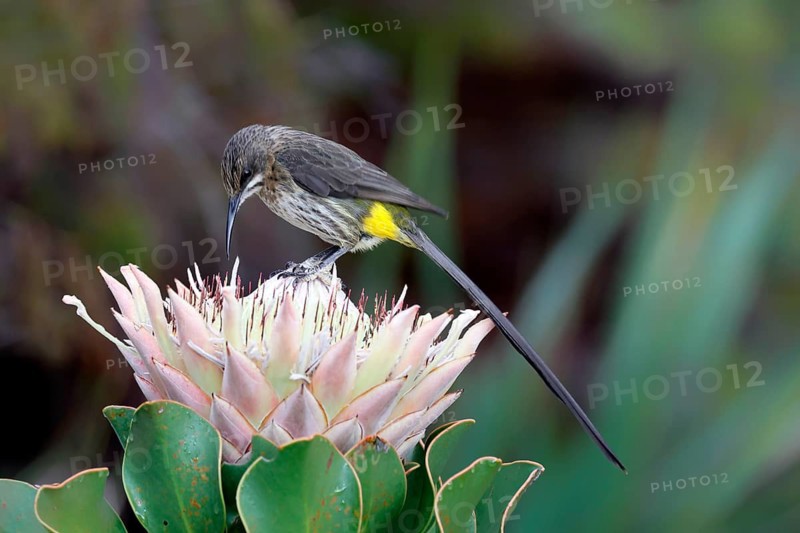 Cape Honeybird (Promerops cafer), adult, male, on flower, Protea, vigilant, Kirstenbosch Botanical Gardens, Cape Town, South Africa